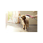 Душевая лейка Hansgrohe DogShower 26640560 розовый - фото 3
